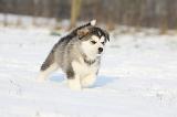 ALASKAN MALAMUTE 283